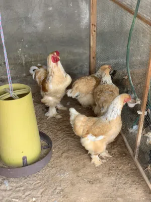 4دجاجة وديكين براهما ليموني