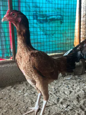 دجاجه للبيع
