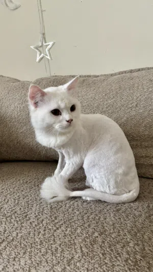 قط للتبني في الشارقة البوطينة