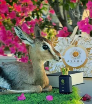 غزلان الريم متوفر جميع الغزلان والأعمار السعر شامل التوصيلff