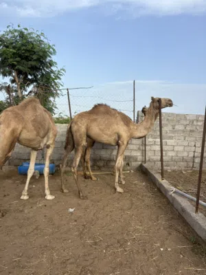 جعدان للبيع سمان العمر ثلاث سنوات لقايا