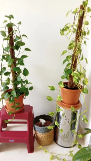 Money Plant