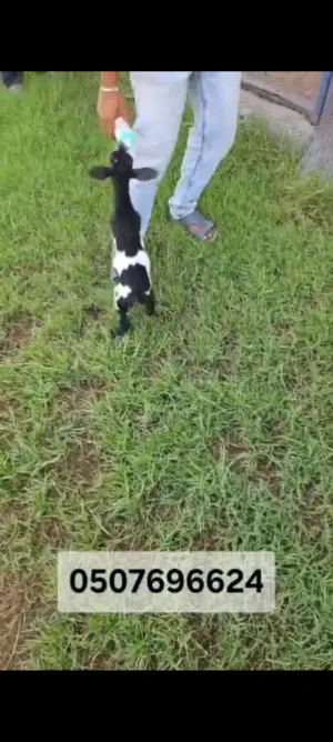 Dwarf baby goats for sale