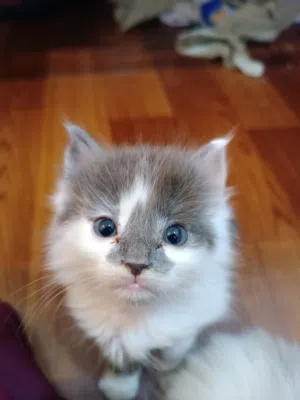 Persian kit available for sale