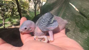 بغبغاء الدره الهنديه بصحه مممتازه   و جحم ممتازه