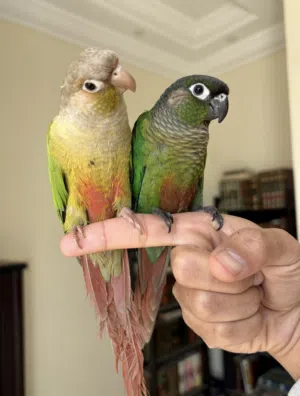 ببغاء كنيور