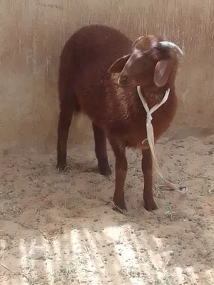 العمر اربع شهور