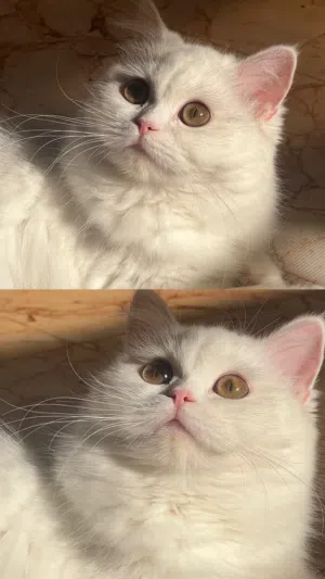 شيرازي مستوى جميل