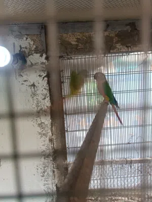 كنيور امايه بصحه جيده