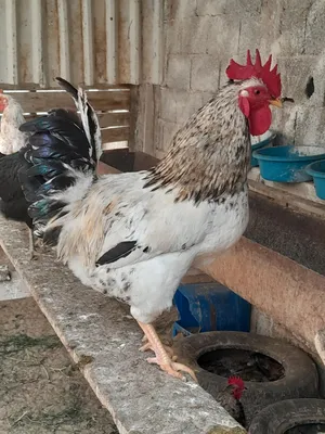 Chickens4