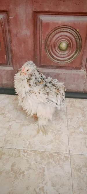دجاج الكوشن القزم