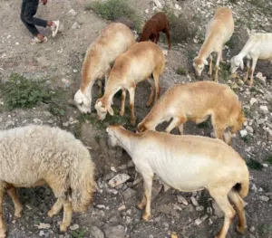 8 رخل للبيع صلاتي على النبي بسعر مناسب