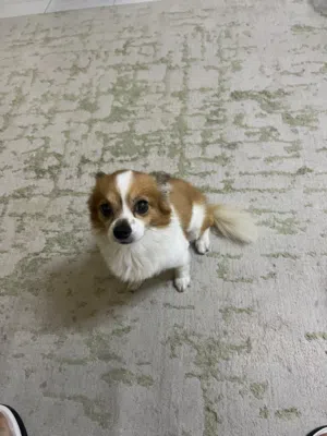 كلب بومرينيان