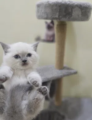 Scottish straight- سكوتش ستريت