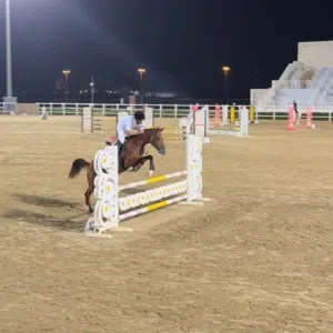 للبيع حصان قفز عربي