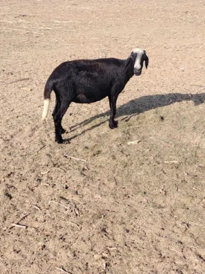 جاعده سمين