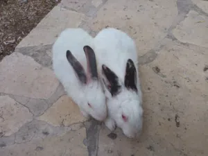 ارانب للبيع