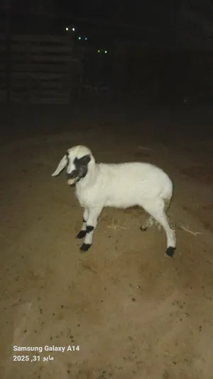 Sheep4