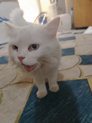 بزونه  اليفه