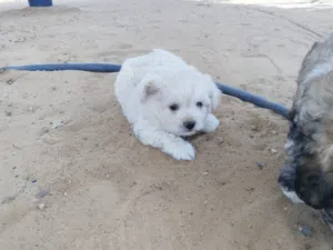 جراوى شيتزو لونج هير