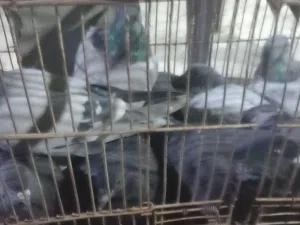 حمام للبيع خمس اجواز بلدي