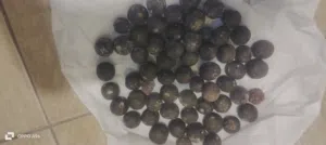 rudraksha mala orginal fruit