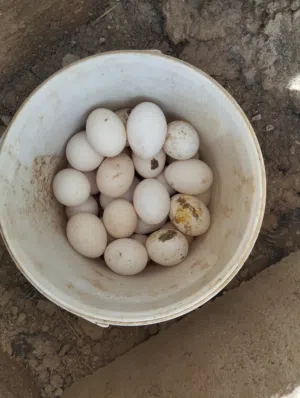 بيض بلدي فيومي مخصب