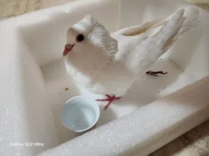 كوبيه تونسي للبيع