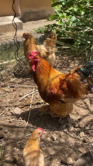 دجاج برهاما