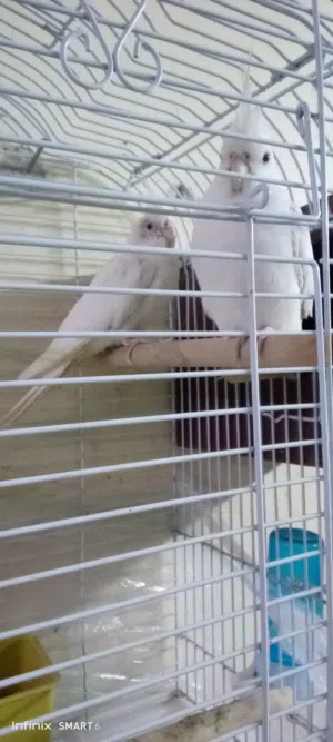 جوز لاينبوابيض شغال ميه بميه اللبيع الموقع الزرقاء الاتوستراد