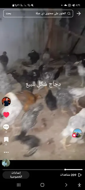 Chickens0
