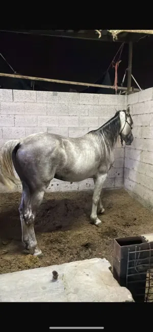 للبيع خيل عربي فحل العمر 5 سنوات و نص