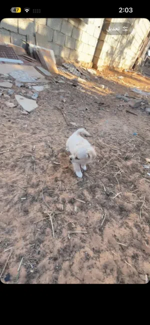 كلب تشيواوا لون ابيض