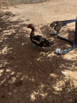 بسم الله ماشاء الله