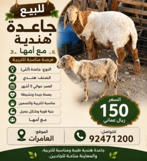 للبيع جعد هندي