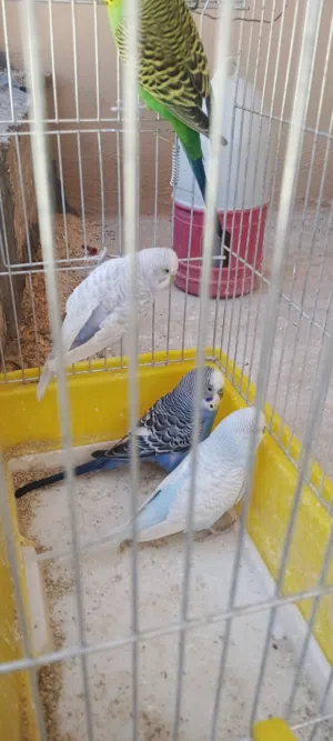 موجود.جوزين عصافير حب الجوز شغلات مكفولات للتواصل واتس