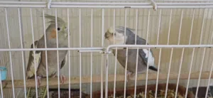 زوج كوكتيل وايت فيس وبير الأول: ذكر وايت فيس  وجه أبيض مميز. النوع الثاني: حبشي مبرقش ب