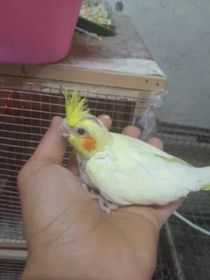 افراخ لاتينو زق يدوي وجوز كوكتيل وايت فيس سبلت البينو