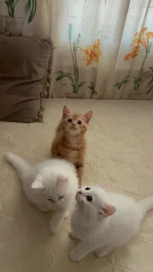 2 Siberian 1 Orange Kittens