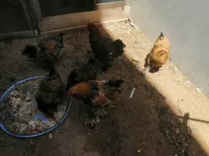 زوز كوبيات برهمه سبرايت نحاسي
