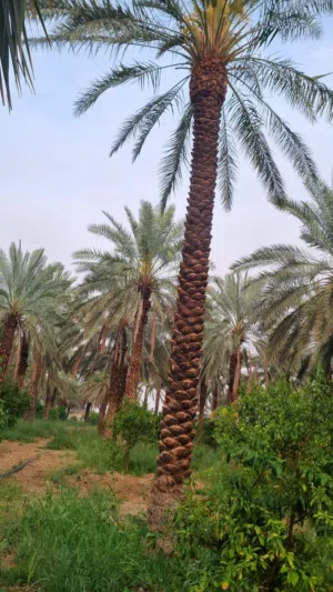 نخل عربي نخل واشنطني
