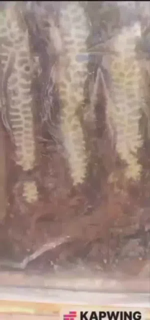 عسل للبيع جبلي حر