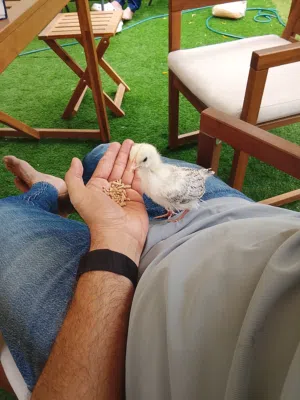 Baby Chick