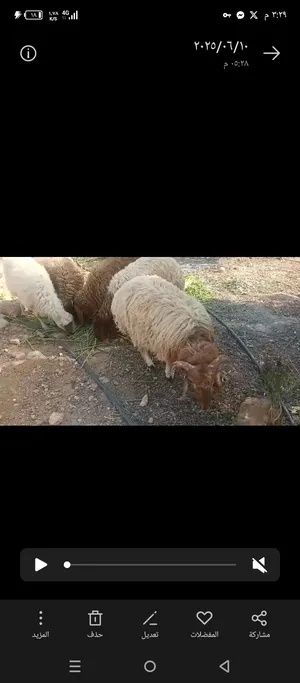‏ماعز‏0