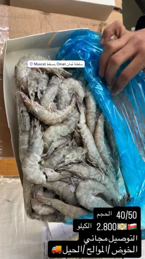 روبيان جميع الأحجام