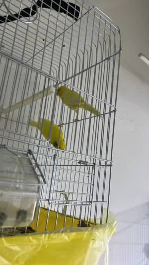 كناري سوري