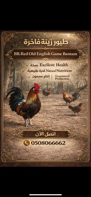 نموذج بيع لدجاج ( B.B. Red Old English Game Bantam )