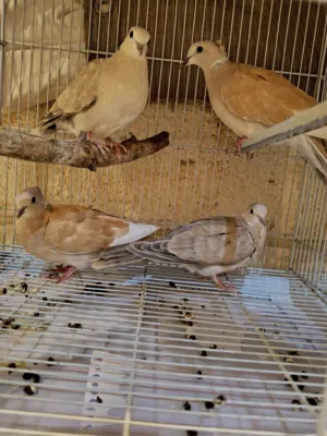 يمام للبيع مقنبرات جواز