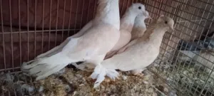 حمام صفر