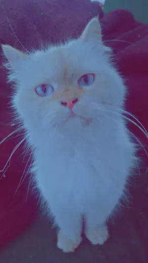 انثى هيمالابا اورنج العمر7 او 8 شهور قطوسه نظيفه ربي يبارك مكان طرابلس 250 وساهل